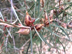 Hakea carinata