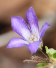 Billardiera variifolia