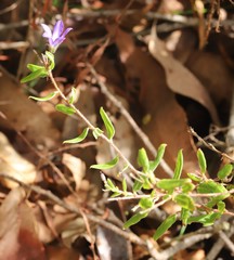 Billardiera variifolia