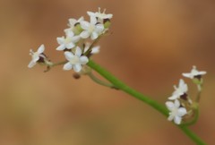 Platysace filiformis