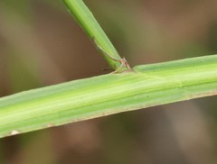 Platysace filiformis