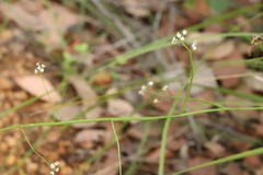 Platysace filiformis