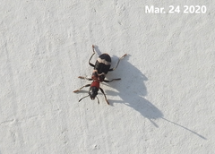 Thanasimus substriatus