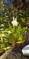 Iris japonica