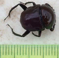 Allogymnopleurus splendidus