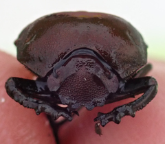 Allogymnopleurus splendidus