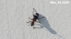 Thanasimus substriatus