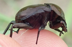 Allogymnopleurus splendidus