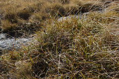 Carex wakatipu