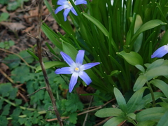 Scilla luciliae