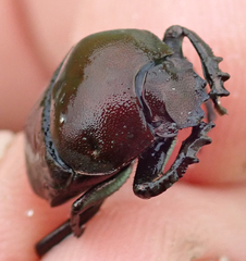 Allogymnopleurus splendidus