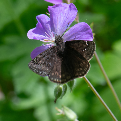Juvenal's Duskywing photo 5