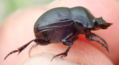 Metacatharsius opacus