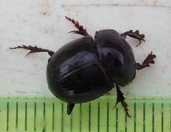 Metacatharsius marani