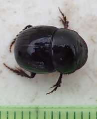 Metacatharsius marani