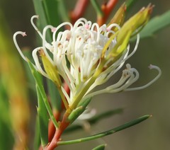 Hakea linearis
