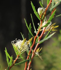 Hakea linearis