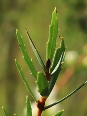 Hakea linearis