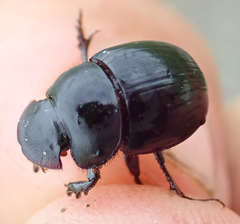 Metacatharsius marani