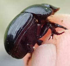 Metacatharsius marani