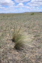 Stipa splendens