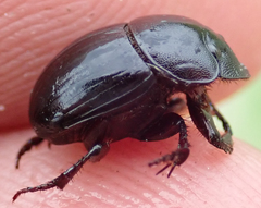 Metacatharsius marani