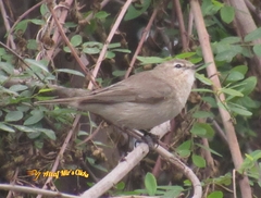 Phylloscopus sindianus