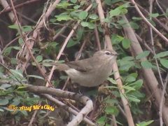 Phylloscopus sindianus