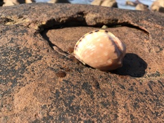 Semicassis zeylanica