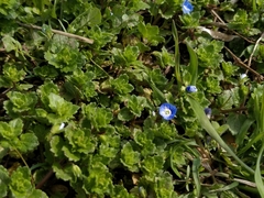 Veronica persica