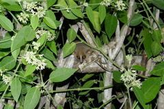 Microcebus