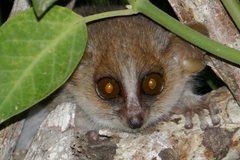 Microcebus