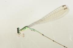 Aciagrion gracile