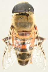 Phytomia