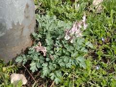 Corydalis glaucescens