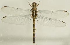 Orthetrum julia