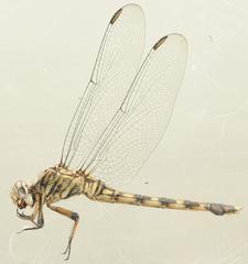 Orthetrum julia
