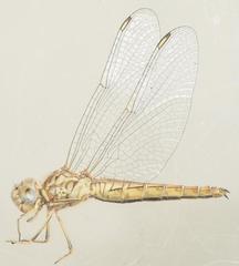 Brachythemis lacustris