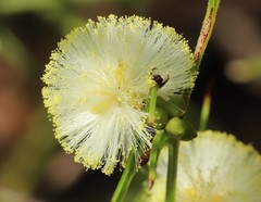 Acacia uliginosa