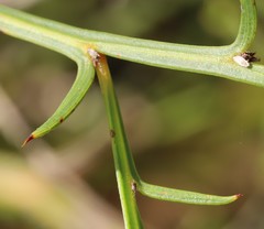 Acacia uliginosa