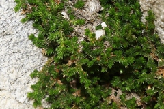 Selaginella eremophila