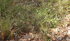 Acacia uliginosa