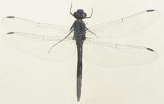 Trithemis hecate