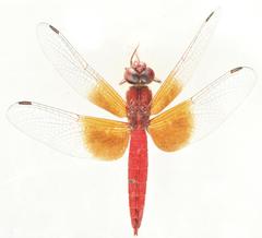 Brachythemis lacustris