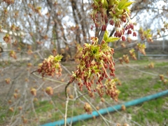 Acer negundo