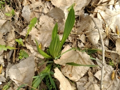 Plantago lanceolata