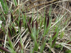 Carex cespitosa