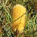 Banksia littoralis - Photo (c) overlander (Gerald Krygsman), some rights reserved (CC BY-NC), uploaded by overlander (Gerald Krygsman)