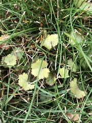 Hydrocotyle moschata moschata