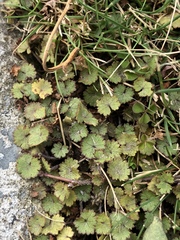 Hydrocotyle moschata moschata